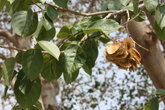 Holoptelea integrifolia